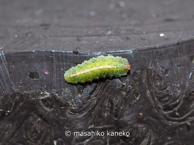 ヒラタアブの仲間の幼虫