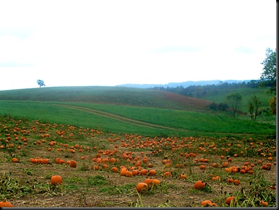 pumpkinpatch