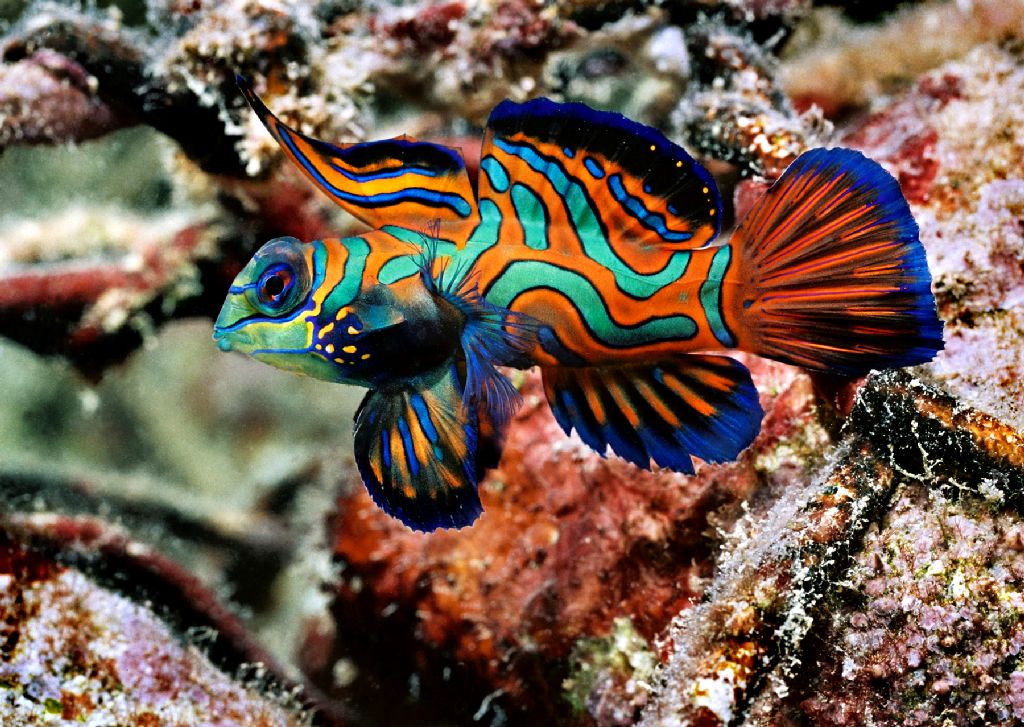 Top 10 Most Beautiful And Colorful Fish World Zoo Diary Coloring Wallpapers Download Free Images Wallpaper [coloring654.blogspot.com]