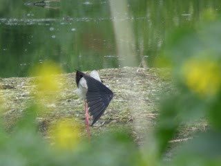 Female Black-winged Stilt