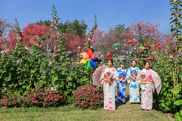 櫻花鳥森林上千棵櫻花結合蜀葵花、小火車、露營、美食、鸚鵡放飛秀