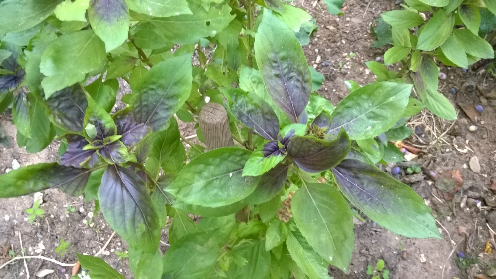 For the best harvest, give basil plants full sun, ample water, and regular pruning.