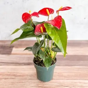 Anthurium jadi salah satu tanaman berbunga untuk menyaring udara rumah