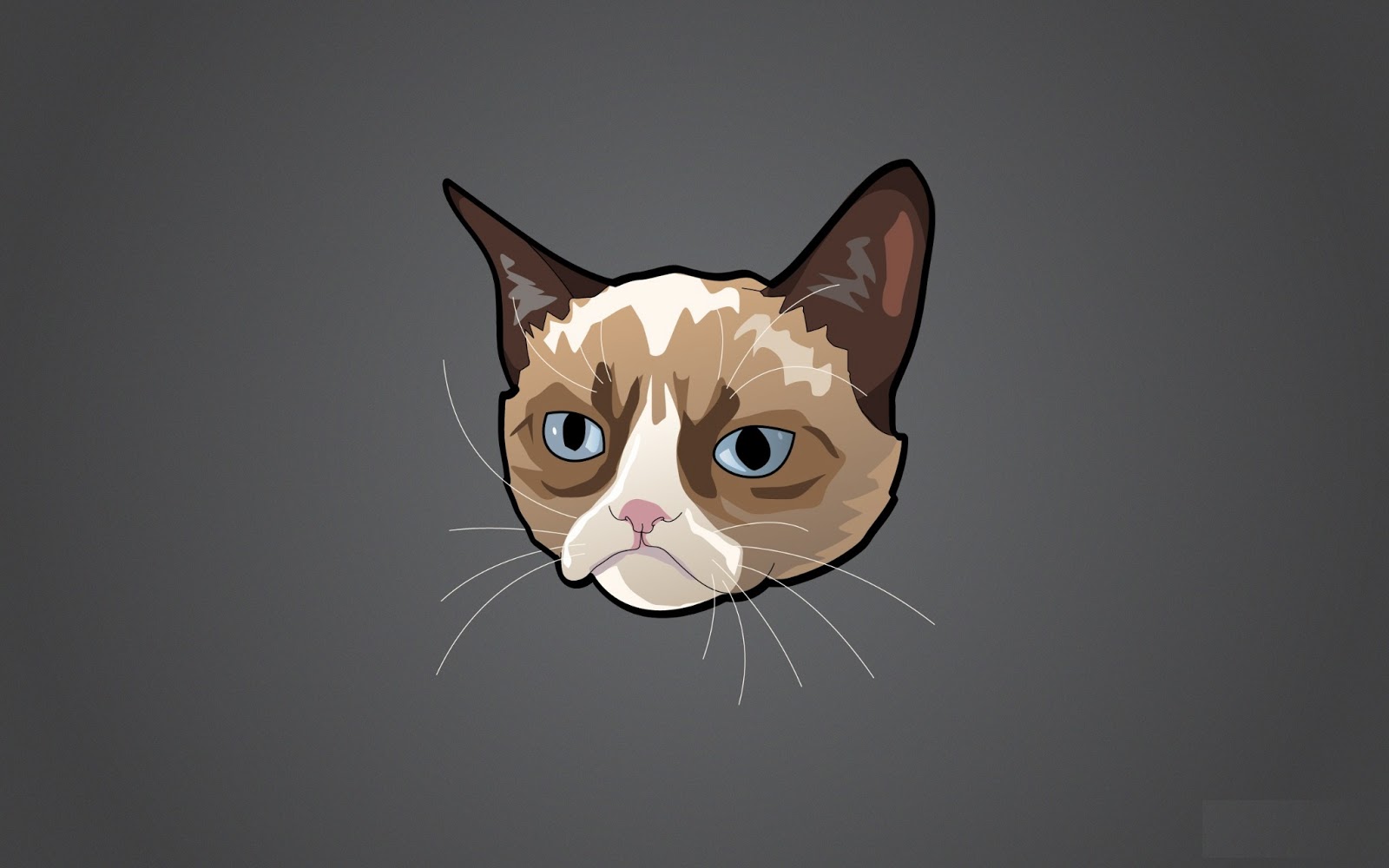 Grumpy Cat HD Wallpaper  Funny Collection World