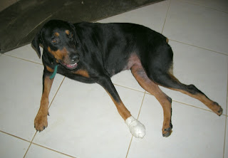 Chloe, Rottweiller/Doberman, La Ceiba, Honduras