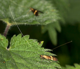 Longhorn moth, Nemophora degeerella, on stinging nettle, Urtica dioica, in High Elms Country Park, 31 May 2011.