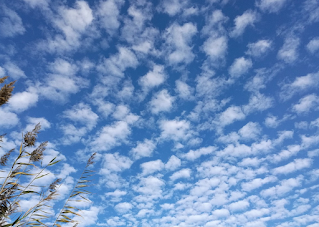 altocumulus