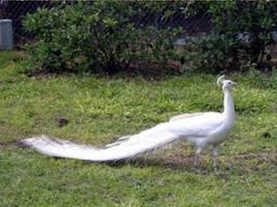 White Peacock Full HD wallpaper imagesoflove