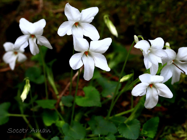 Viola grypoceras