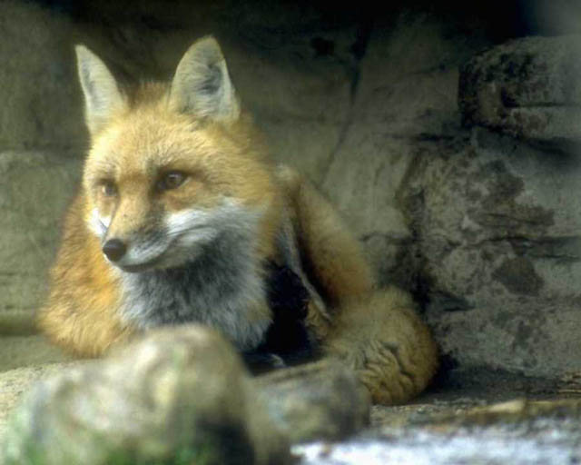 FOX