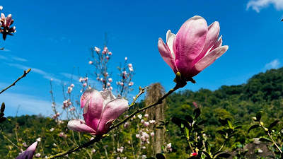 淡水楓樹湖「巨石花園」賞木蓮花 (辛夷花、木蘭花 ) II 桃花源 百年古厝「石頭屋」秘境賞櫻