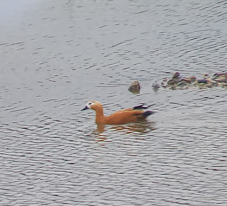 Female Ruddy Shelduck