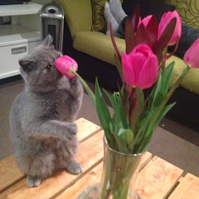 Funny cats - part 99 (40 pics + 10 gifs), cat pictures, cat smelling flower