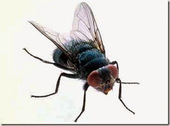 cuanto vive una mosca