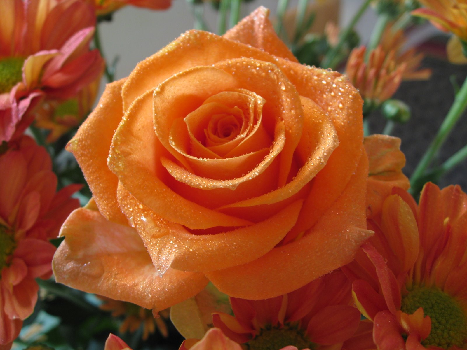 types of flowers and their meaning Orange Roses Meaning | 1600 x 1200