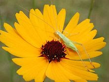 Coreopsis Aristosa