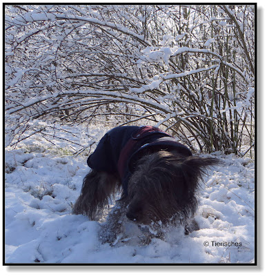 Hund kämpft sich durch den Schnee