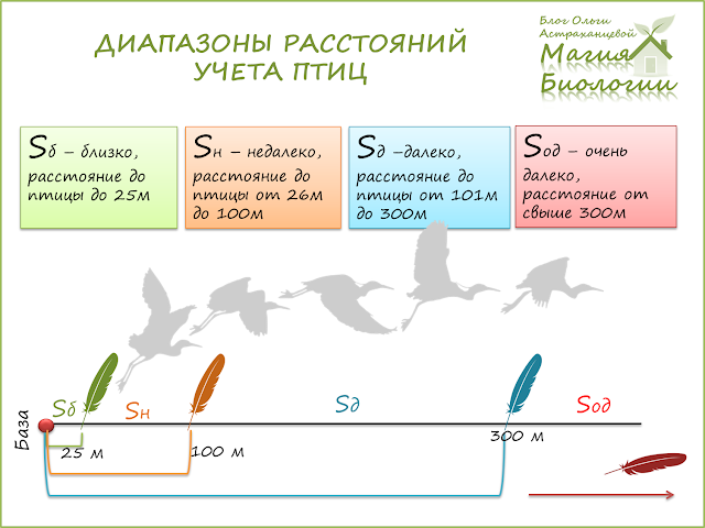 учет-птиц-маршрутный метод-магия-биологии