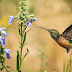 Broad-tailed hummingbird near Mt. Saintes in Boulder, Colorado