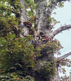 Dryad's Saddle, Polyporus squamosus, on Horse-chestnut.  The Knoll, Hayes, 4 September 2016.