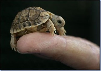 baby turtle