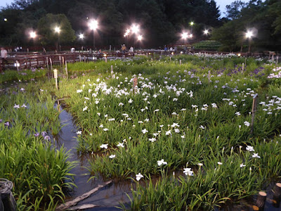 山田池公園・花しょうぶ園のライトアップ