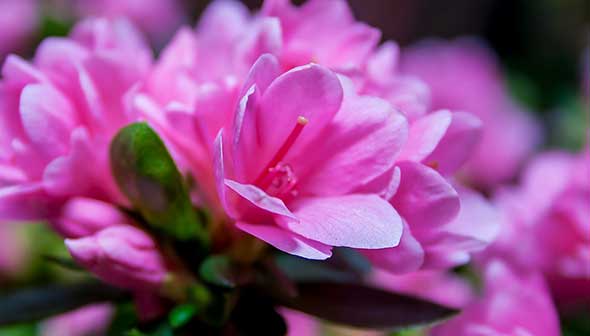 Azalea