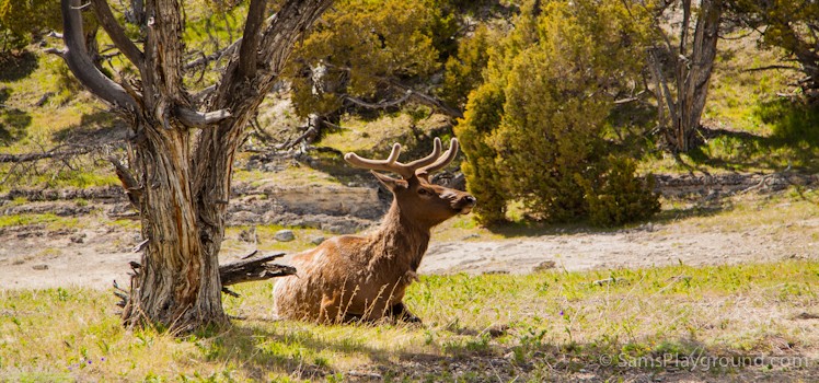 Yellowstone National Park