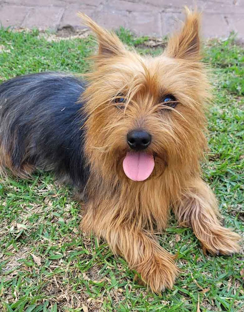 Adopt Kayla Small Yorkie Girl of 4 years