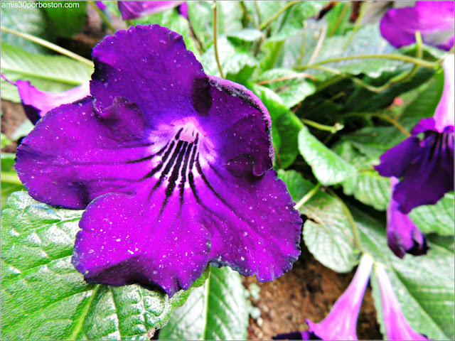 Begonias and Gesneriacea: Streptocarpus. Cape Primrose