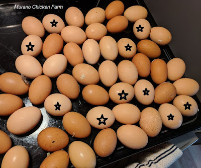 Rounds eggs hatch more hens 
