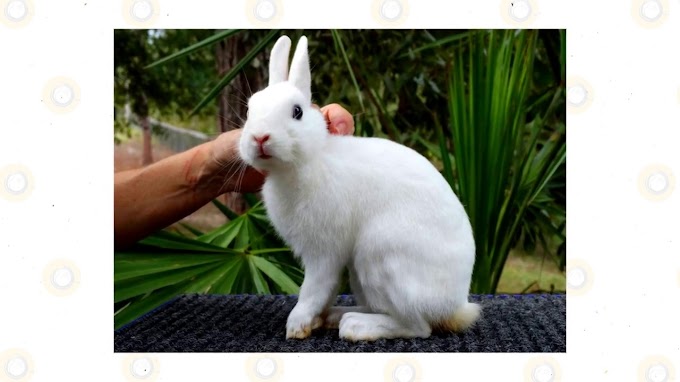 what is the smallest bunny breed?Top smallest rabbits breeds in the world 