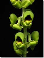 Catasetum ssp 2 compressed
