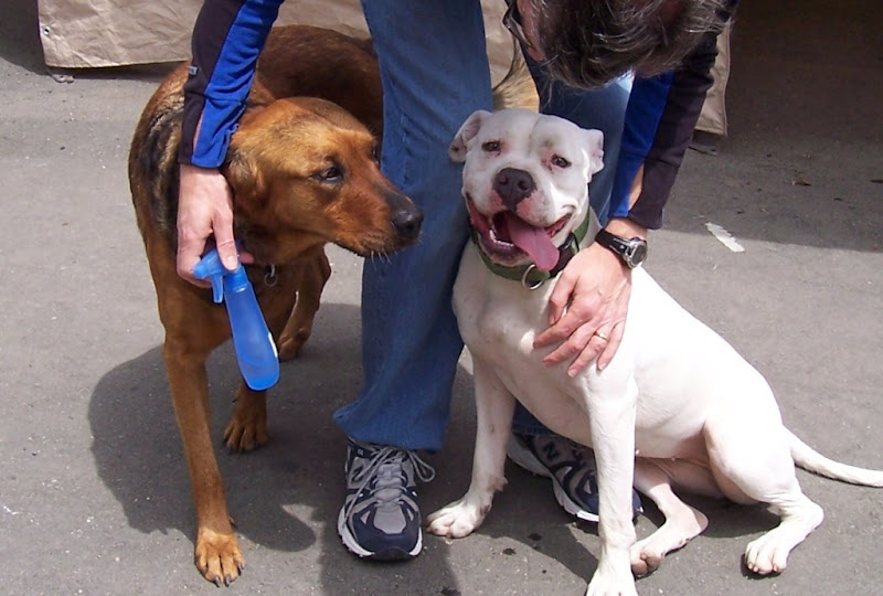 my husband leaning over to pet white pit bull francie who is leaning back against his leg, as interesting looking, multicolored mixed breed dog looks on