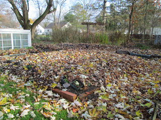 using leaves to protect native plants during the winter