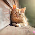 Ήλιος και γάτες: ΕΝΑΣ ΑΠΙΘΑΝΟΣ συνδυασμός!