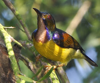 Kumpulan Gambar Sangkar Burung  Yang Bagus Blog Images