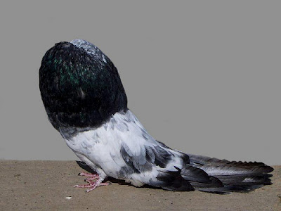 Old German Cropper Pigeon