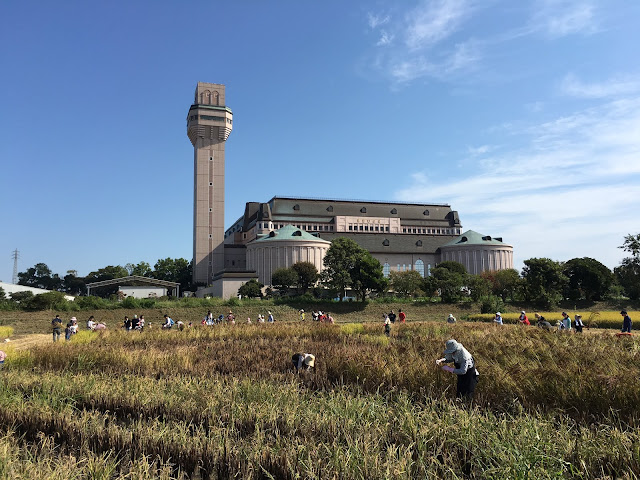 こしがや田んぼアート2015食戟のソーマ（収穫祭・稲刈り体験）