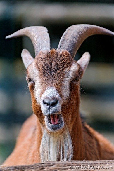 goat-shoch