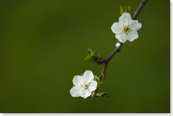 White_flowers_by_Garuna_bor-bor