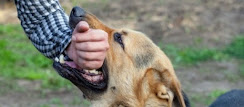 The man holds the dog's mouth with his hand. The dog seems scared and the man has a serious expression on his face. A group of people are standing around them, watching the situation.