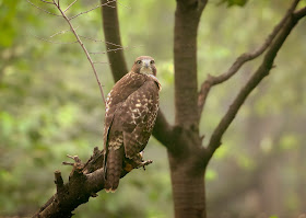 Tompkins Square red-tailed hawk fledgling