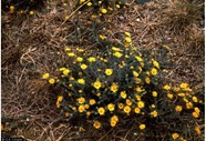 Slender Goldenweed