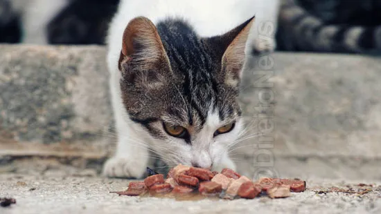 vizinha condenada alimentar gatos telhado-direito