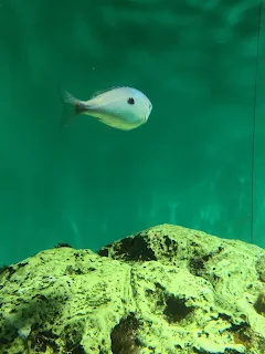 葛西臨海水族園の魚