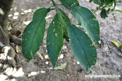 Ponta de um ramo com folhas de aproximadamente 20 centímetros de comprimento