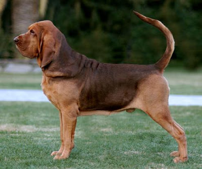 Bloodhound Dog