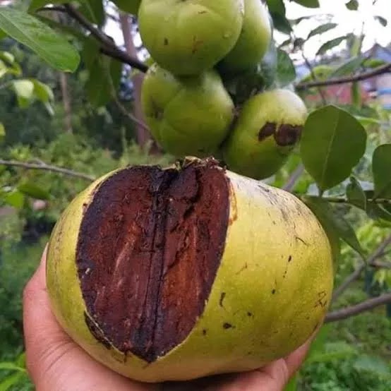 pohon sawo hitam banyak Makassar