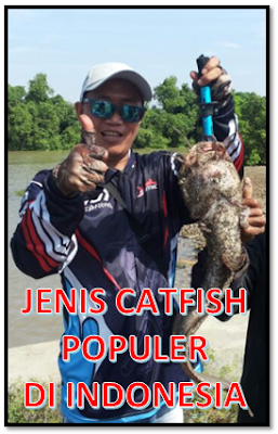 Jenis-jenis Ikan Catfish Populer Di Indonesia